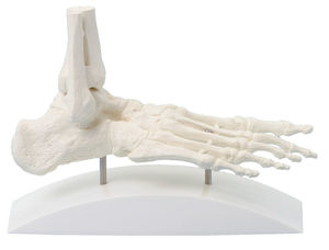 modelo anatómico de esqueleto 1