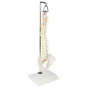 modelo anatómico de columna vertebral