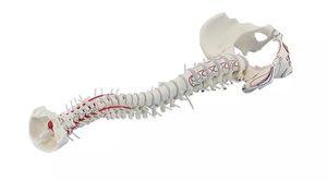 modelo anatómico de columna vertebral
