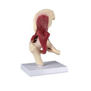 modelo anatómico de articulación