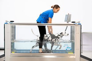 cinta de correr veterinaria de hidroterapia