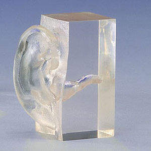 modelo anatómico conducto auditivo / de formación / transparente