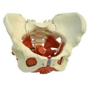 modelo anatómico de pelvis