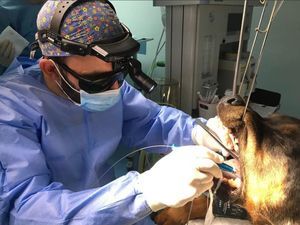 láser veterinario para cirugía dental veterinaria