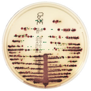reactivo medio reactivo / antibiótico / para microbiología / para análisis de orina