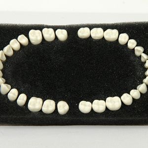 modelo anatómico dientes / de formación