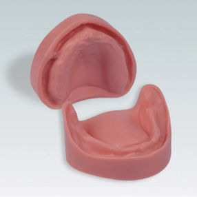 modelo anatómico de dentadura 1