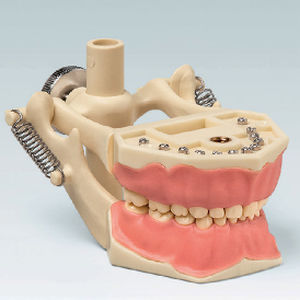modelo anatómico de dentadura 1