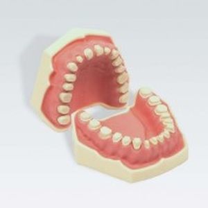 modelo anatómico de dentadura 1