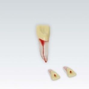 modelo anatómico de dientes