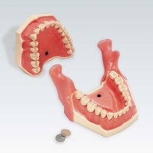 modelo anatómico para odontología