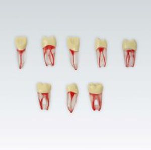 modelo anatómico de dientes 1