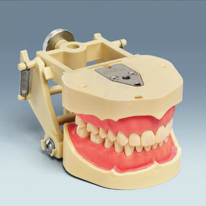 modelo anatómico de dentadura 1