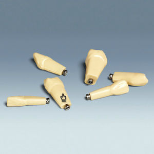 modelo anatómico de dientes 1