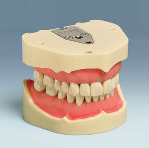modelo anatómico de dentadura 1