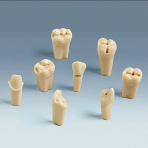 modelo anatómico de dientes 1