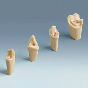 modelo anatómico de dientes 1