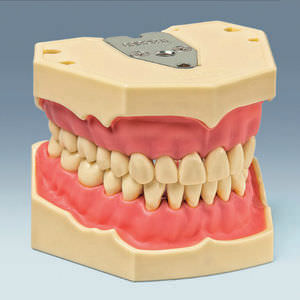 modelo anatómico de dentadura 1