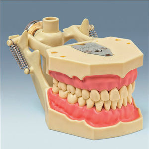 modelo anatómico de dentadura 1