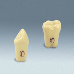 modelo anatómico de dientes 1