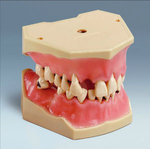 modelo anatómico de dentadura 1