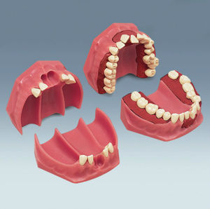 modelo anatómico de dentadura 1
