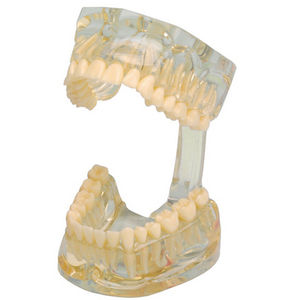 modelo anatómico de dentadura