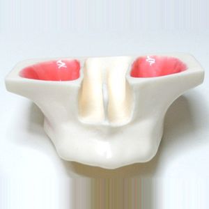 modelo anatómico para odontología / de formación / para elevación del seno