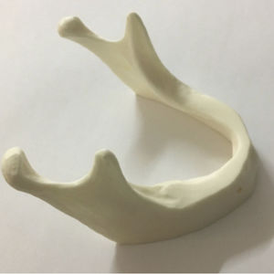 modelo anatómico de mandíbula