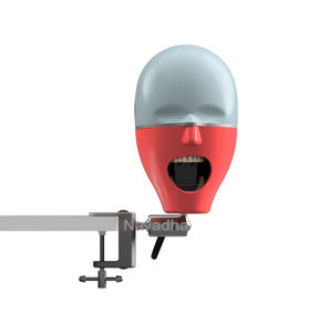 maniquí de prácticas para odontología / cabeza