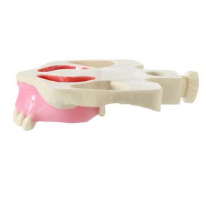 modelo anatómico para odontología / de formación / para elevación del seno