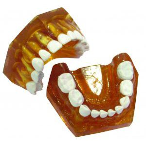tipodonto de mandíbula 1