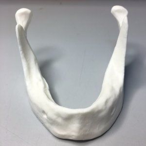 modelo anatómico de mandíbula