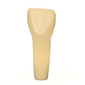 modelo anatómico dientes / de formación