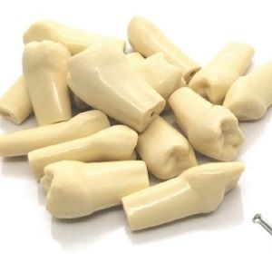 modelo anatómico de dientes