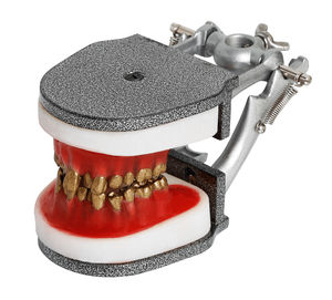 modelo anatómico de mandíbula 1