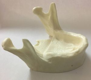 modelo anatómico de mandíbula