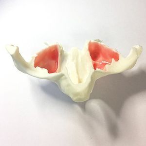 modelo anatómico de mandíbula