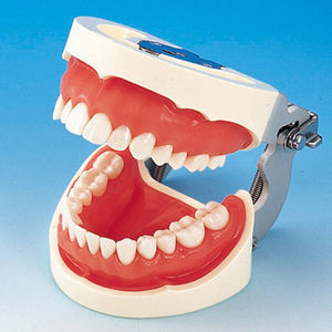 modelo anatómico de dentadura