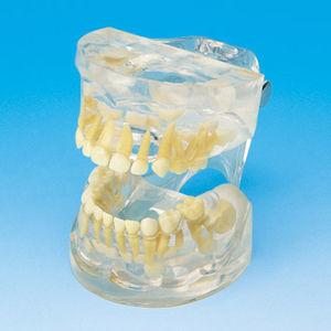 modelo anatómico de dentadura