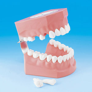 modelo anatómico de dentadura