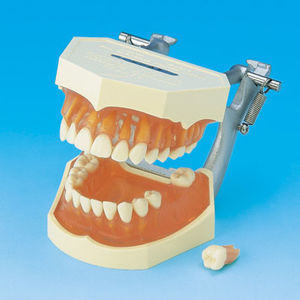 modelo anatómico de dentadura