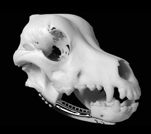 modelo anatómico de cabeza