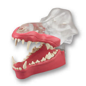 modelo anatómico de dentadura 1