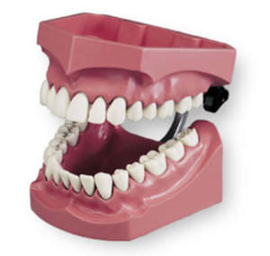 modelo anatómico para odontología