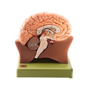 modelo anatómico de cerebro