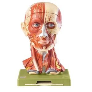modelo anatómico de cabeza