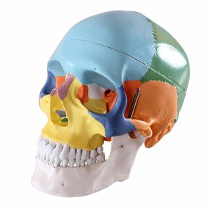 modelo anatómico de hueso 1