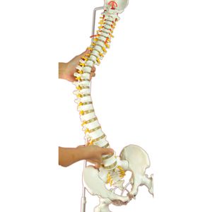 modelo anatómico de columna vertebral