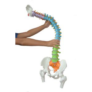modelo anatómico de columna vertebral